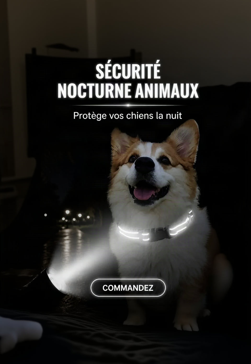 Chien portant un collier réfléchissant lors d'une sortie de nuit